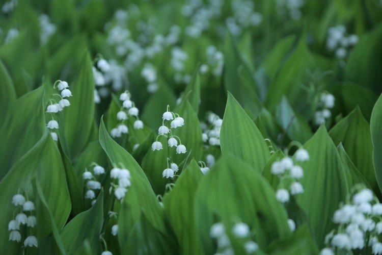 Lys de la vallée - photo