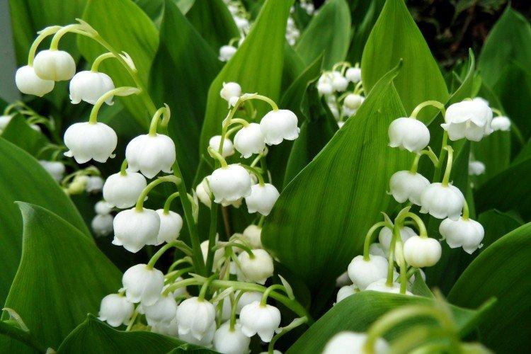 Lys de la vallée - photo