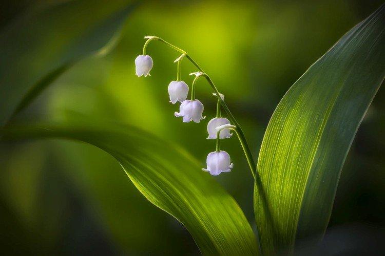 Lys de la vallée - photo