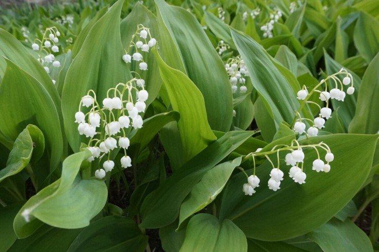 Lys de la vallée - photo