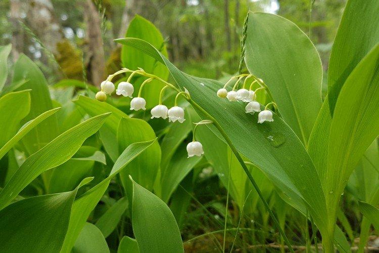 Lys de la vallée - photo
