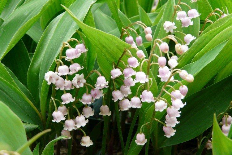 Lys de la vallée - photo