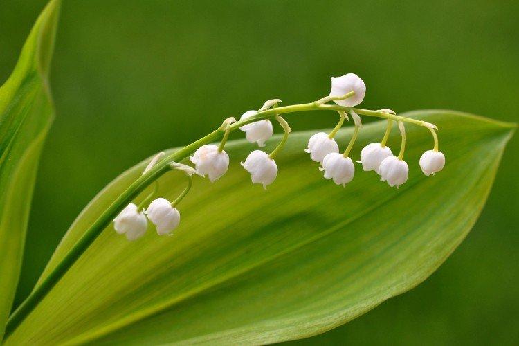 Lys de la vallée - photo