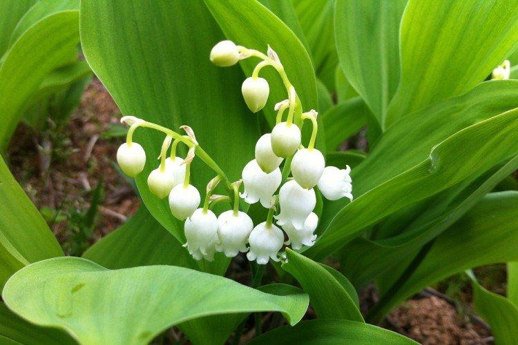 Lys de la vallée - photo