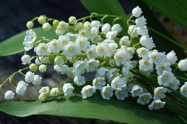 Lys de la vallée - photo