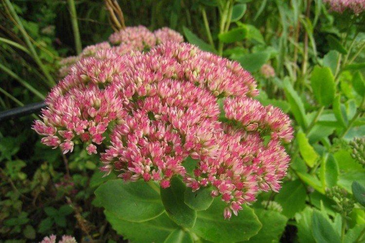 Désherbage et élagage