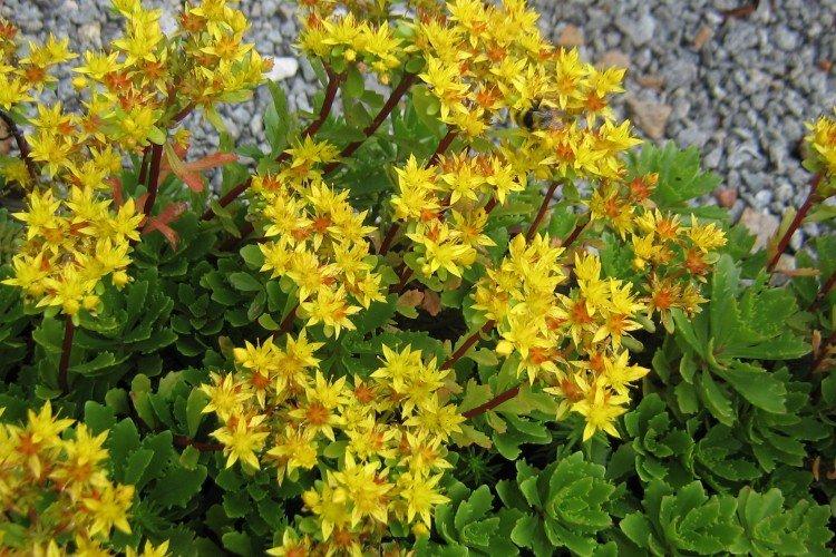 Sédum - photo