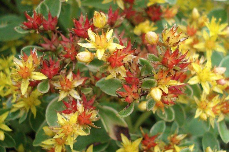 Sedum du Kamtchatka