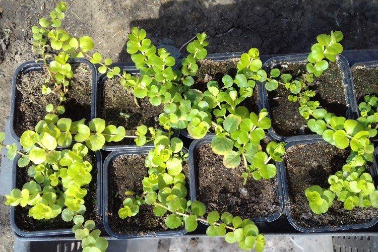 Plantation et sélection