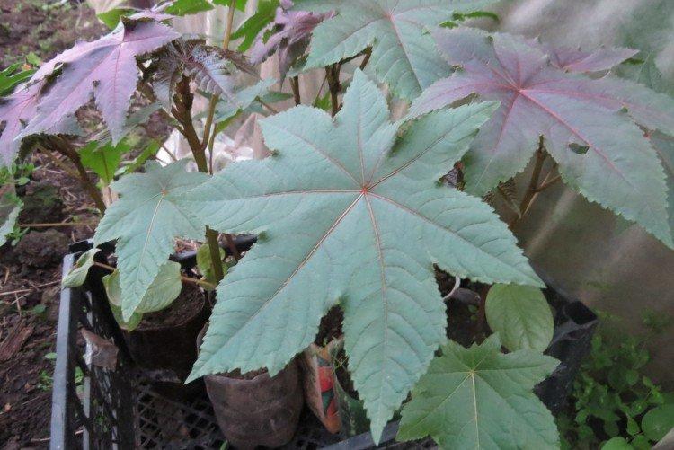 Huile de ricin - photo