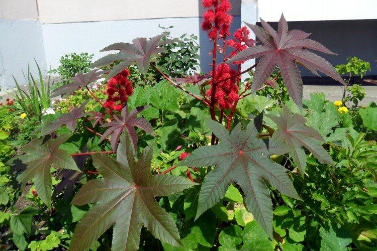 Huile de ricin Gibson