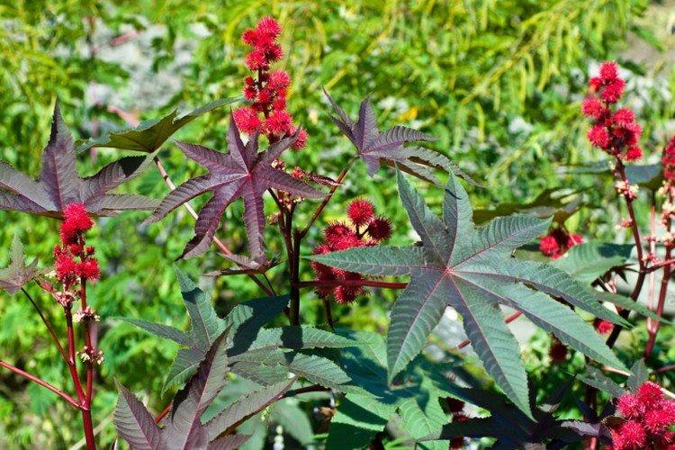 Huile de ricin - photo