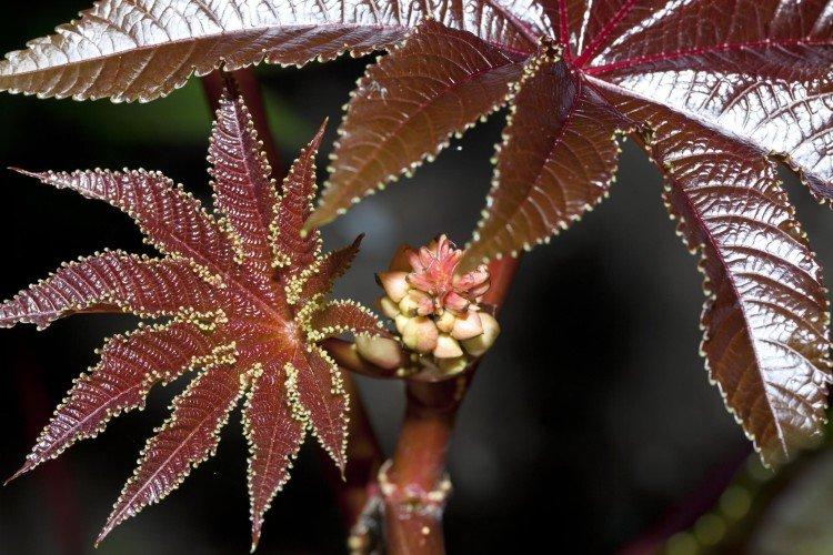 Huile de ricin - photo