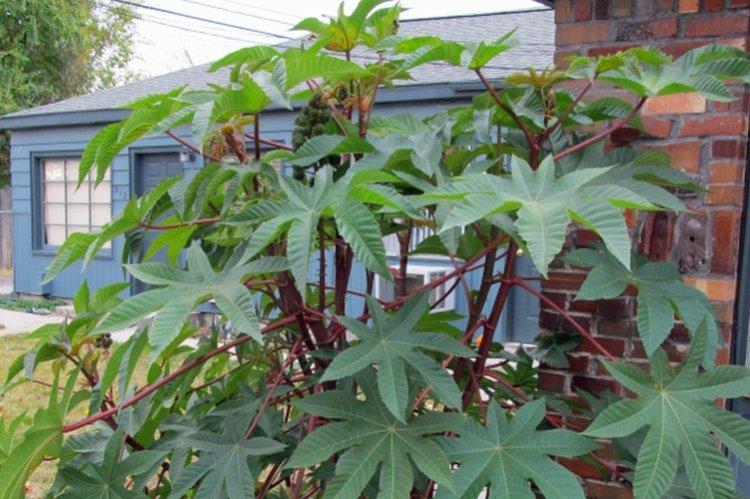 Huile de ricin - photo