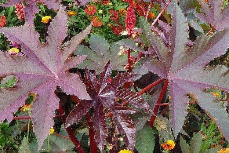 Huile de ricin Impala