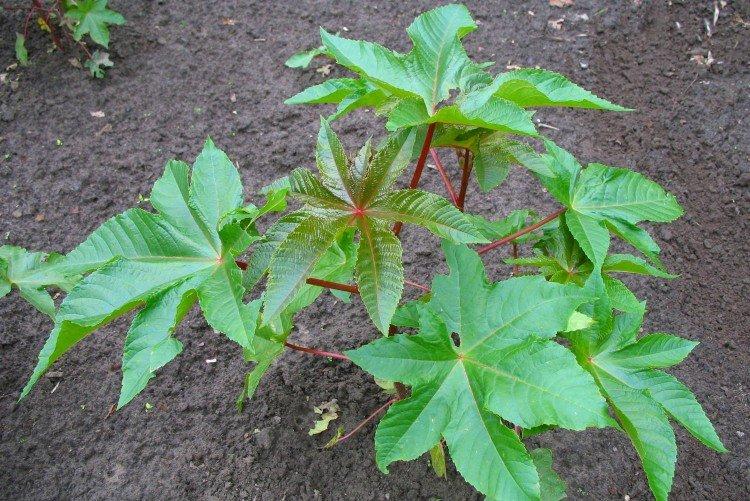 Huile de ricin - photo