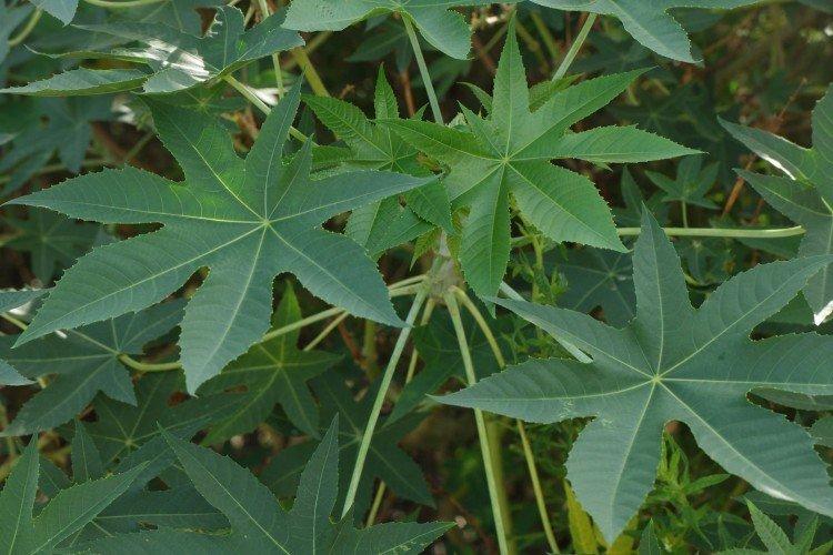 Huile de ricin - photo