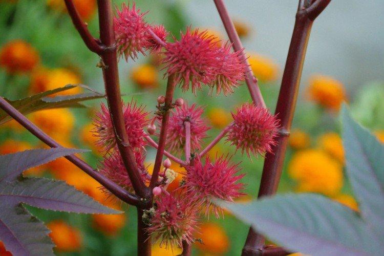 Huile de ricin - photo