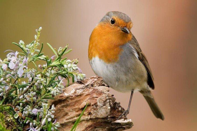 Robin - photo