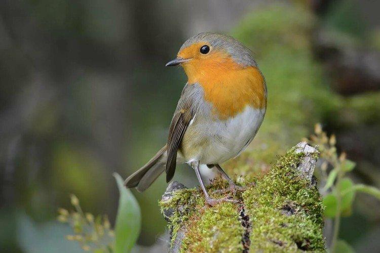 Robin - photo