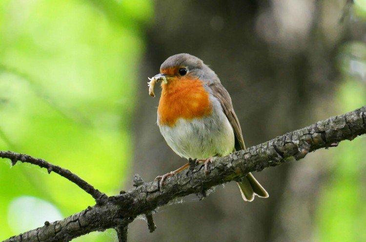 Robin - photo