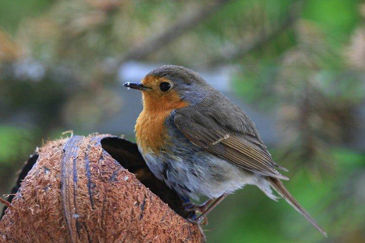 Robin - photo