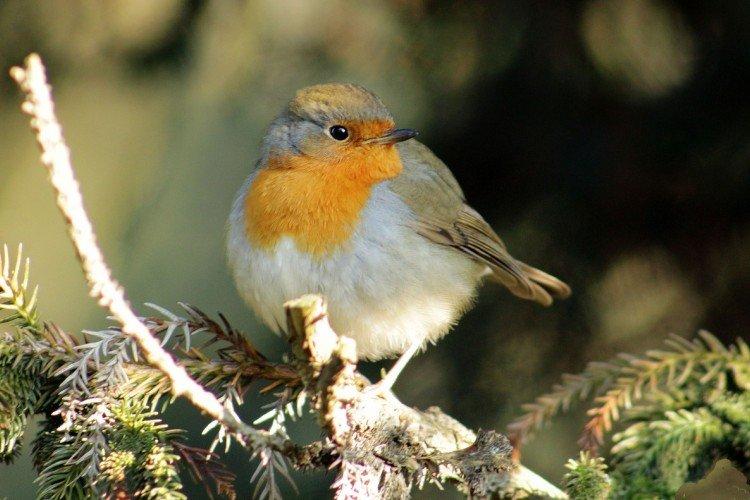 Robin - photo