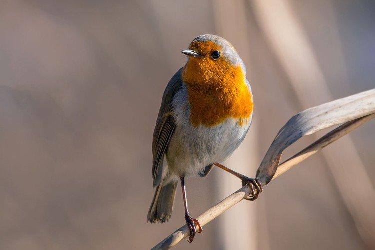 Robin - photo
