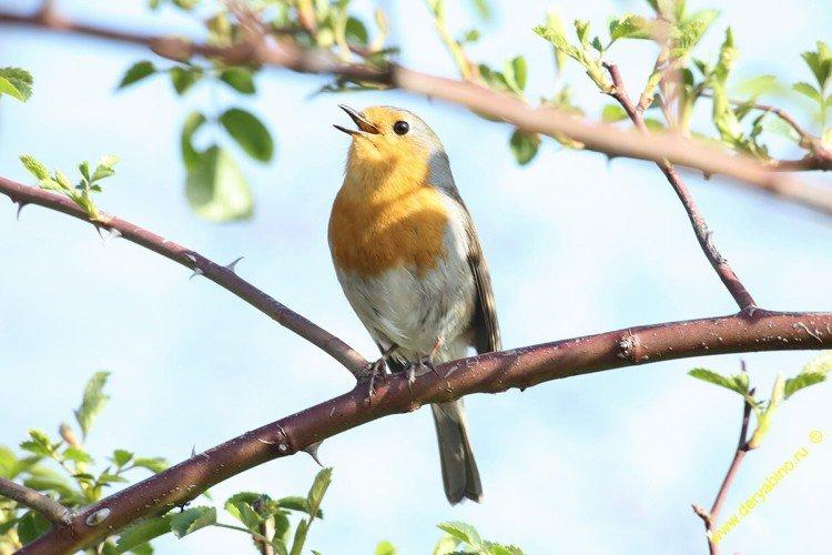Robin - photo