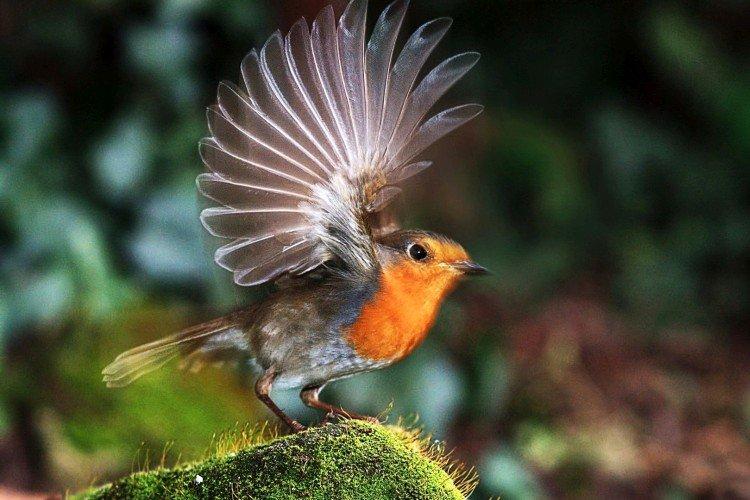 Robin - photo