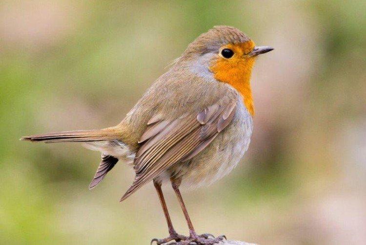 Robin - photo