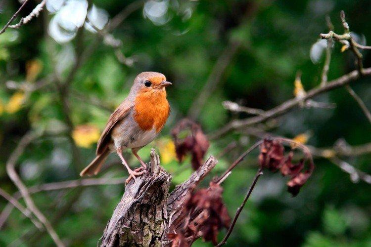 Combien de rouges-gorges vivent