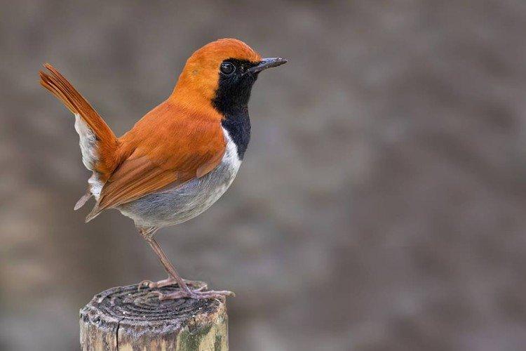 Rouge-gorge à gorge noire