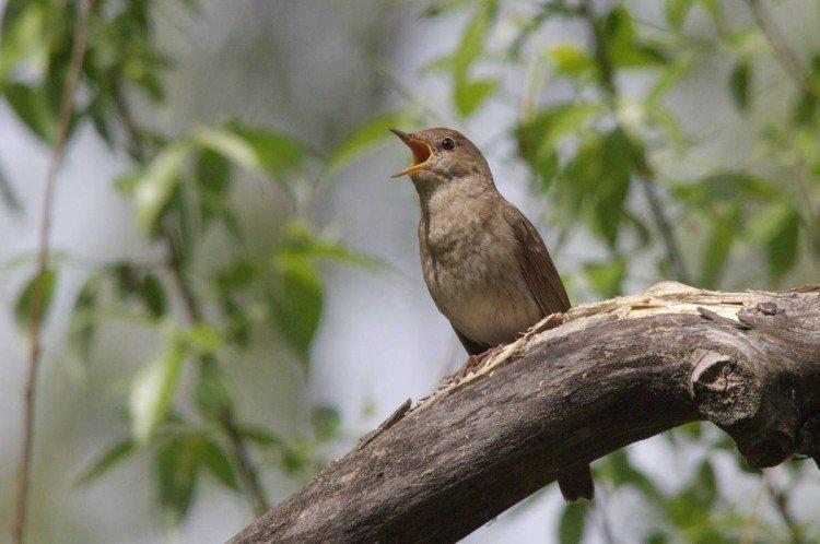 Reproduction de rossignols