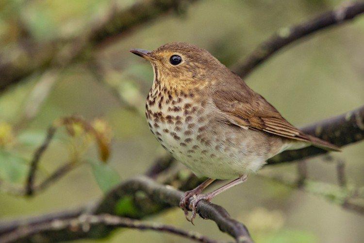 Rester en captivité