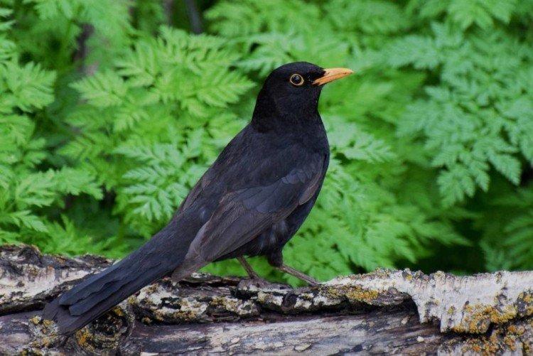 Grive mâle et femelle: différences