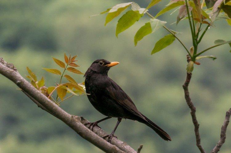 Grives - photo d'oiseau