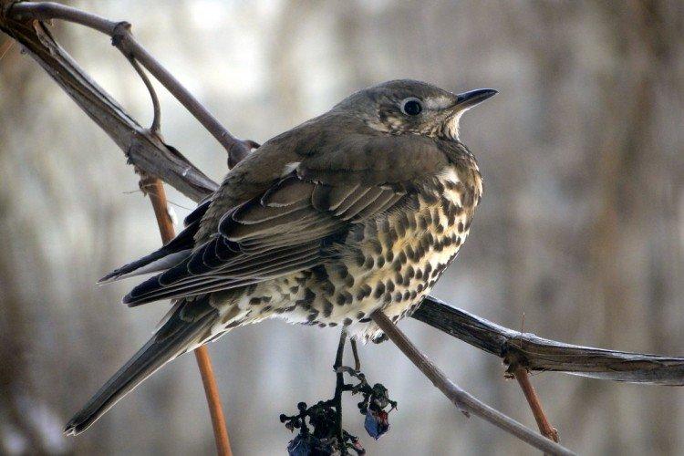 Grives - photo d'oiseau