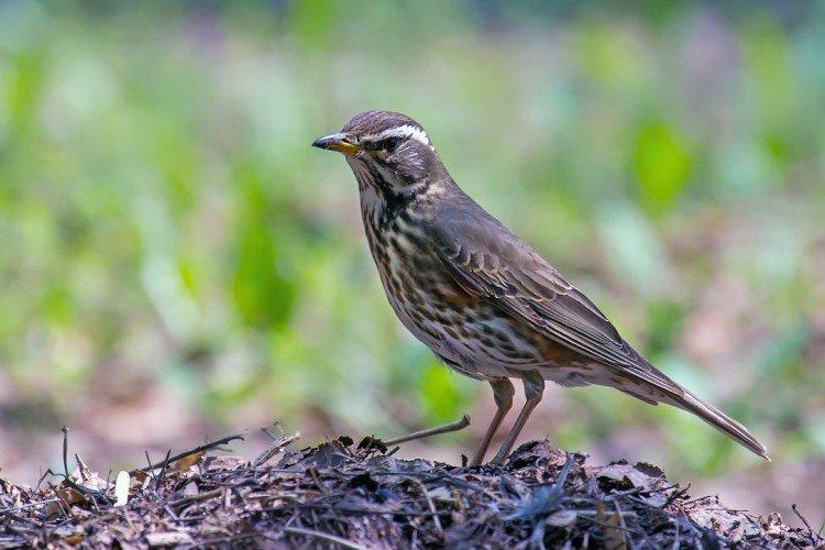 Grives - photo d'oiseau