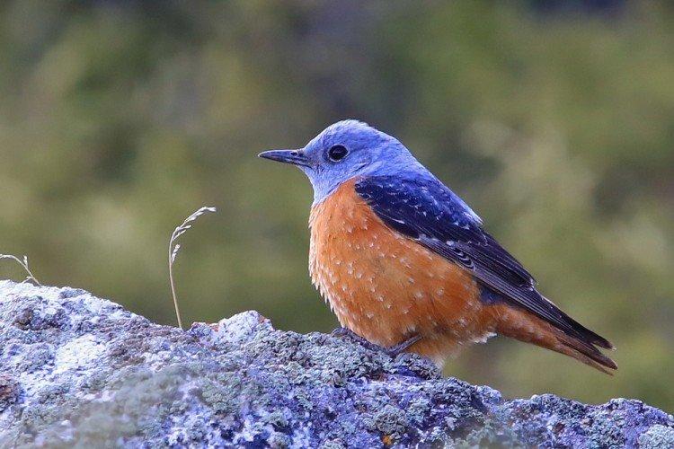 Grives - photo d'oiseau