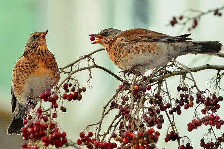 Grives - photo d'oiseau