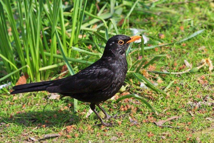 Combien de merles vivent