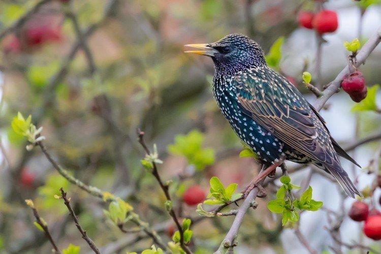 Dommages causés par les étourneaux