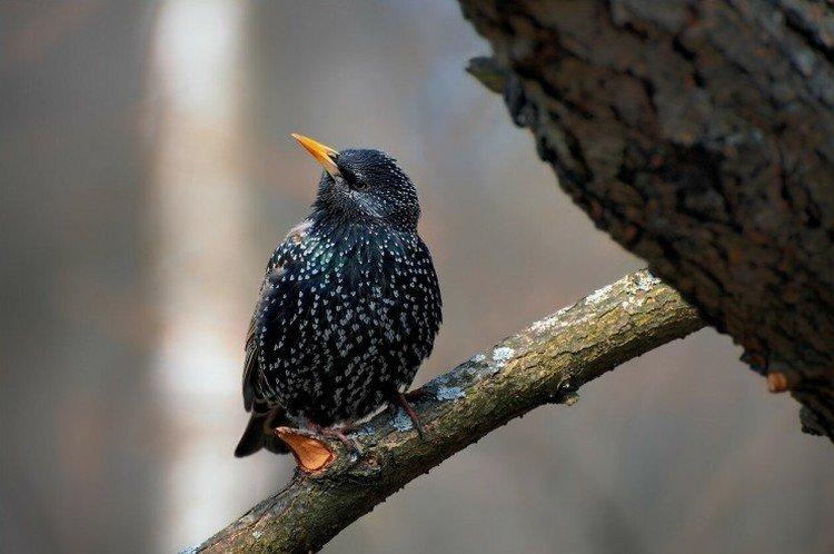 Élevage d'étourneaux