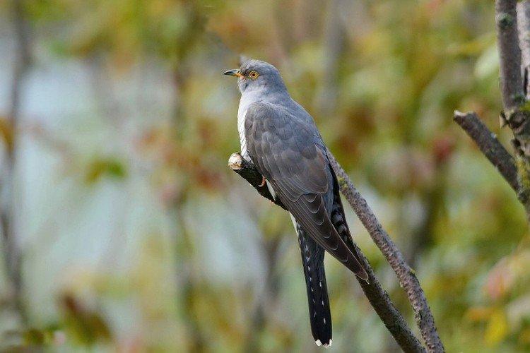 Coucous - photo d'oiseau
