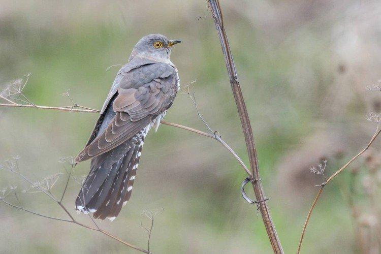 Coucous - photo d'oiseau