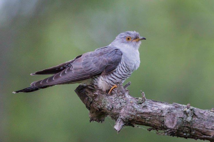Coucous - photo d'oiseau