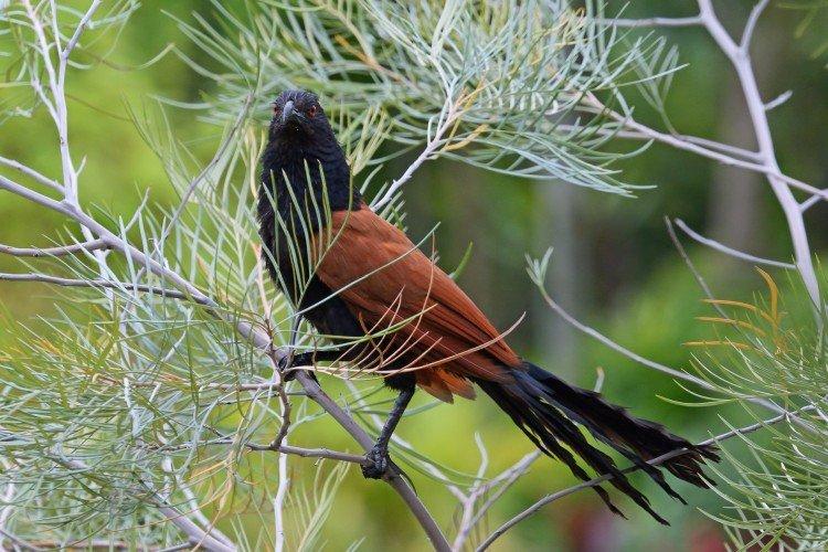 Coucous - photo d'oiseau