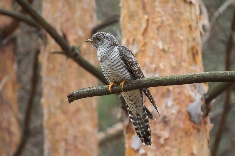 Coucous - photo d'oiseau