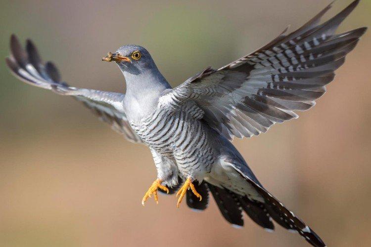 Coucous - photo d'oiseau